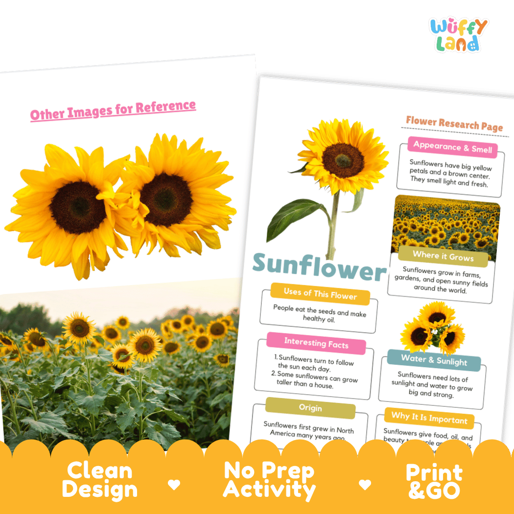 Sunflower Plant Research Page and Worksheets Print and Go Activity