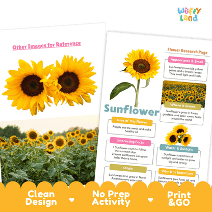 Sunflower Plant Research Page and Worksheets Print and Go Activity