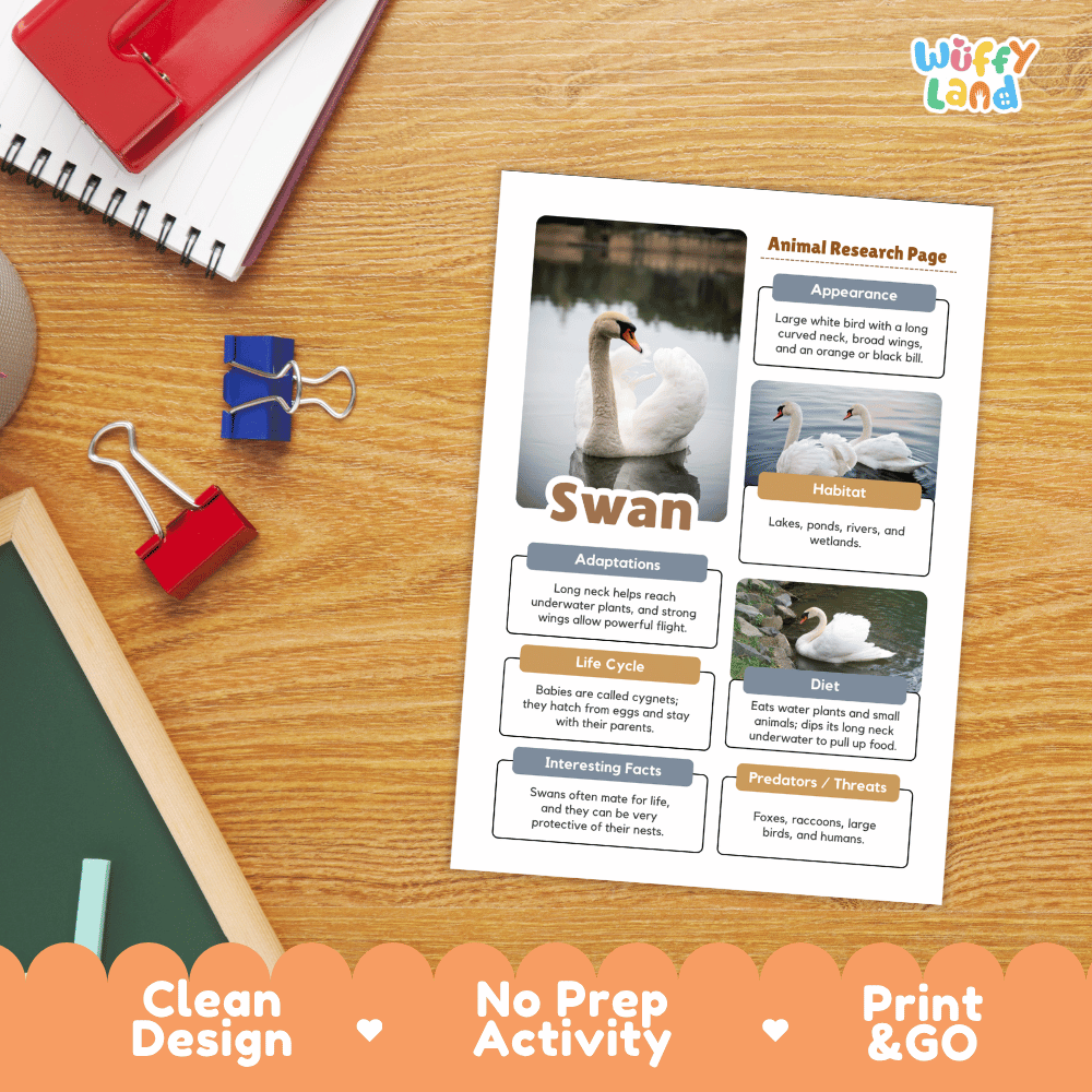 Swan Animal Research Page Worksheets