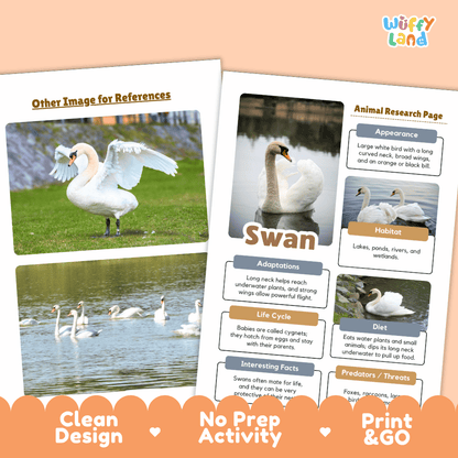 Swan Animal Research Page Worksheets