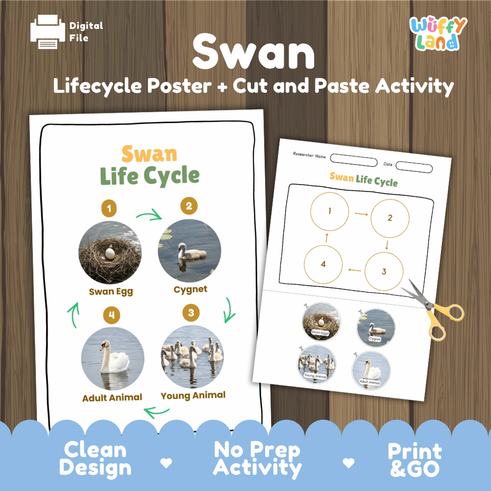 Swan Life Cycle Poster and Cut and Paste Activity Worksheets