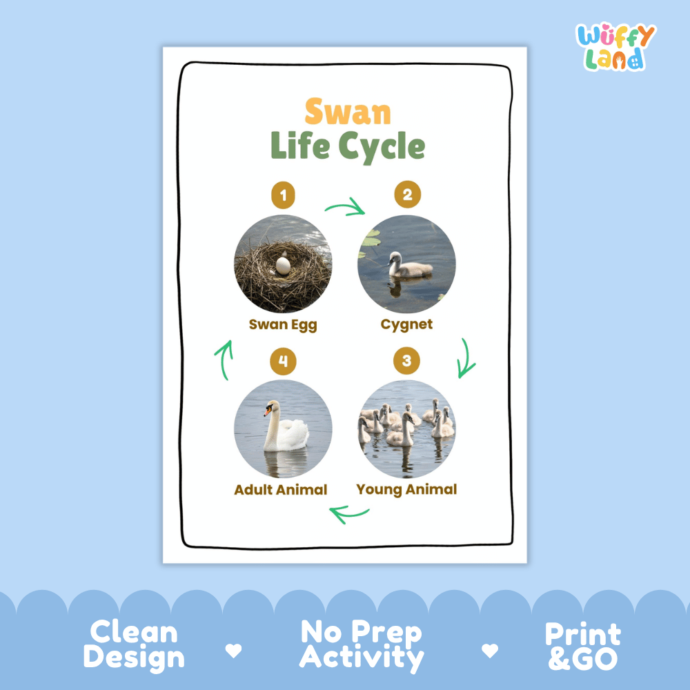 Swan Life Cycle Poster and Cut and Paste Activity Worksheets