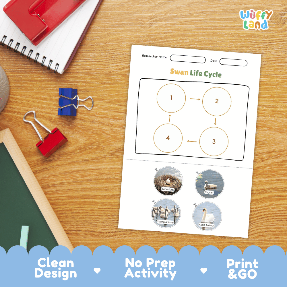 Swan Life Cycle Poster and Cut and Paste Activity Worksheets