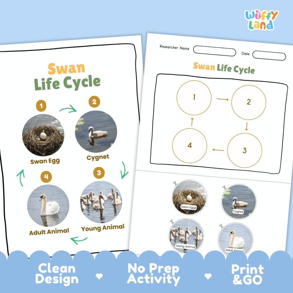 Swan Life Cycle Poster and Cut and Paste Activity Worksheets