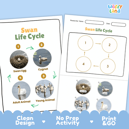 Swan Life Cycle Poster and Cut and Paste Activity Worksheets