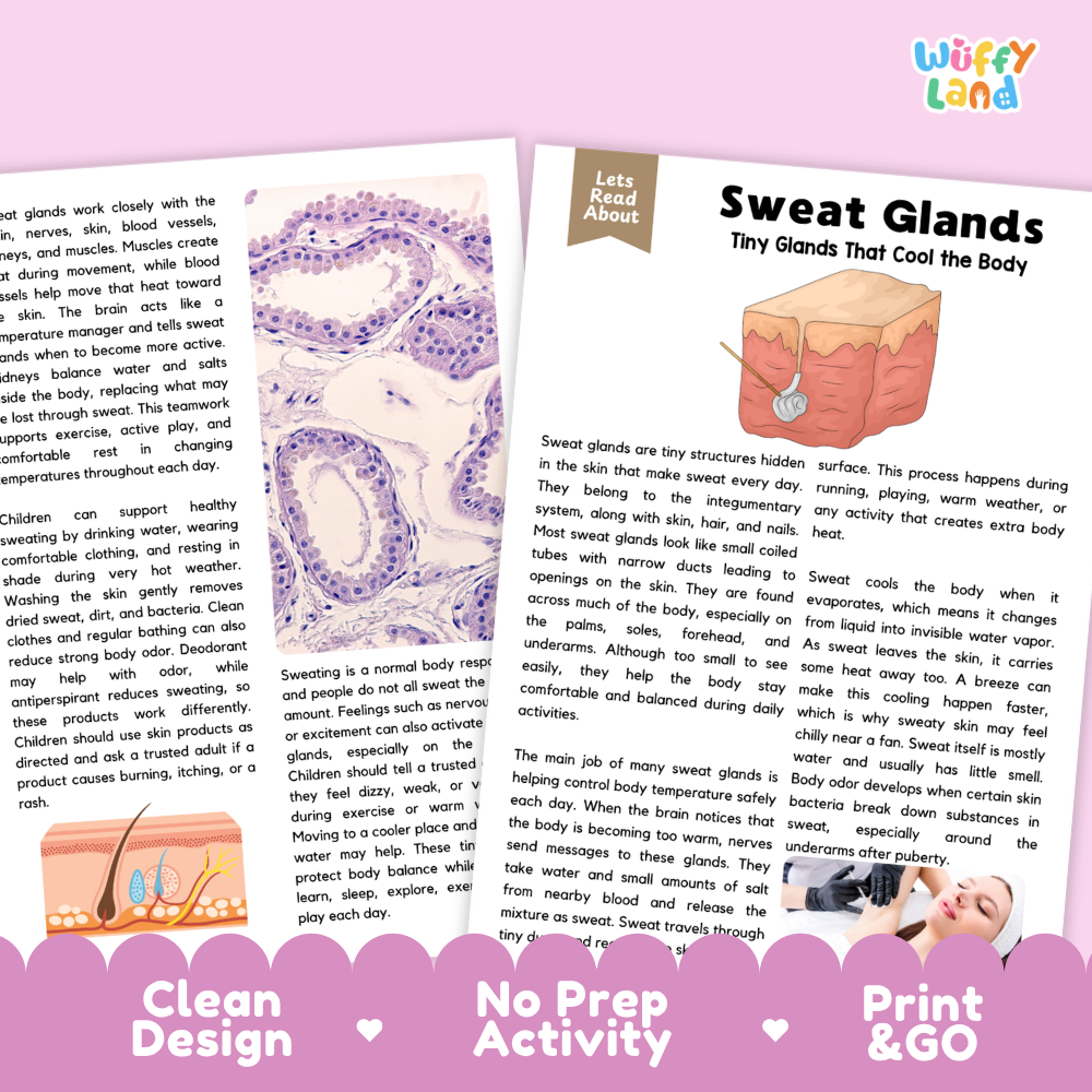 Teacher answer key page showing complete question solutions for Sweat Glands human body reading comprehension practice