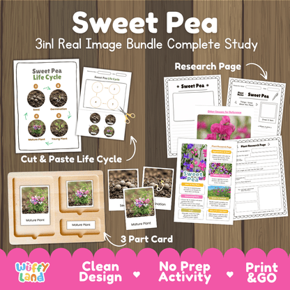 Sweet pea plant 3in1 real image bundle complete study printable featuring life cycle cut and paste worksheets, Montessori 3-part cards, and research pages