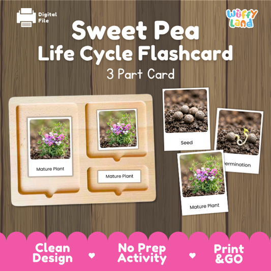 Montessori three part cards featuring real photographic images of sweet pea growth stages and flowering vines displayed on a wooden tray