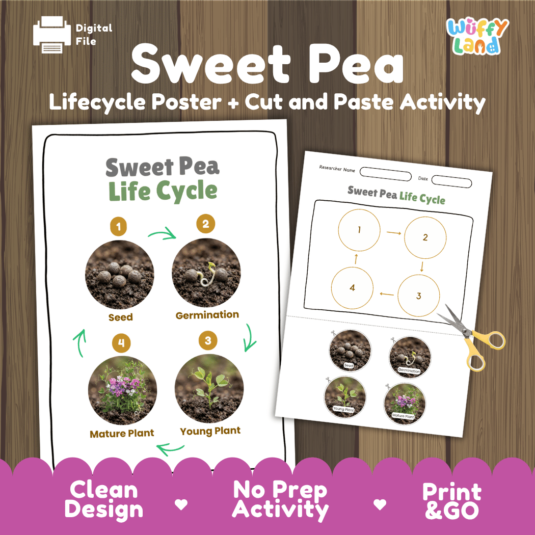Sweet Pea Life Cycle Poster and Cut and Paste Worksheet Activity