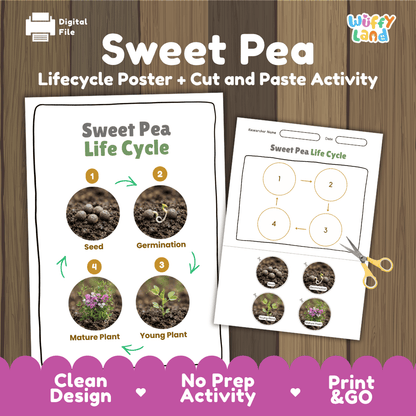 Sweet Pea Life Cycle Poster and Cut and Paste Worksheet Activity