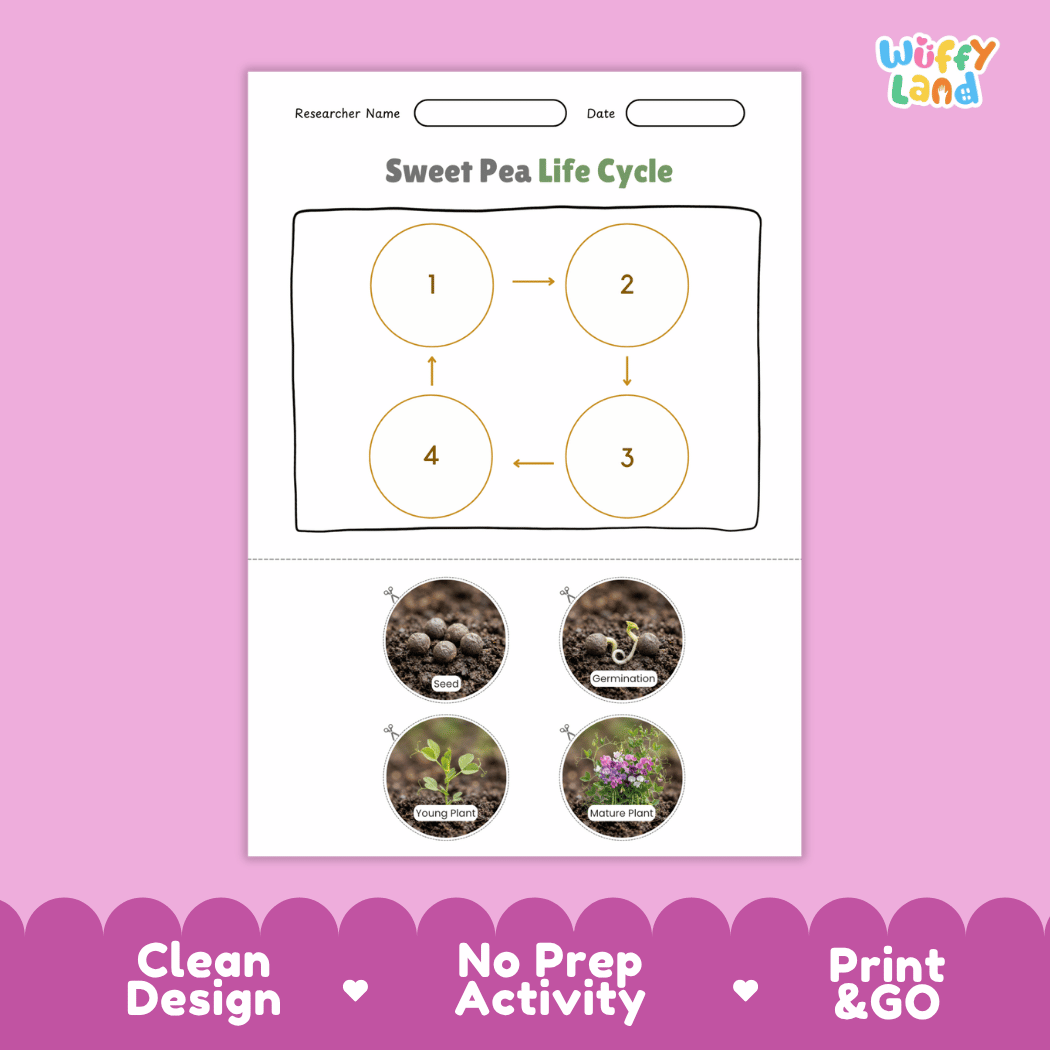 Sweet Pea Life Cycle Poster and Cut and Paste Worksheet Activity