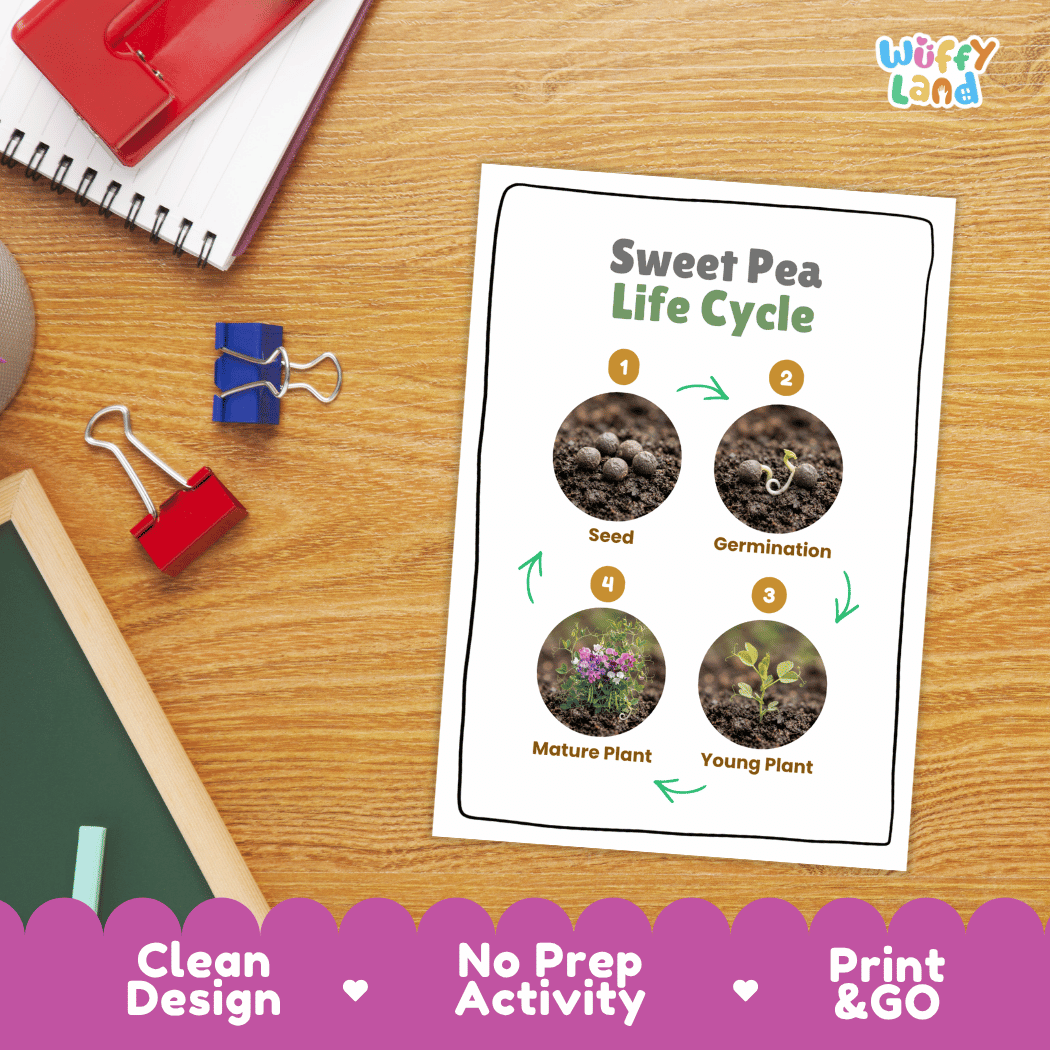 Sweet Pea Life Cycle Poster and Cut and Paste Worksheet Activity