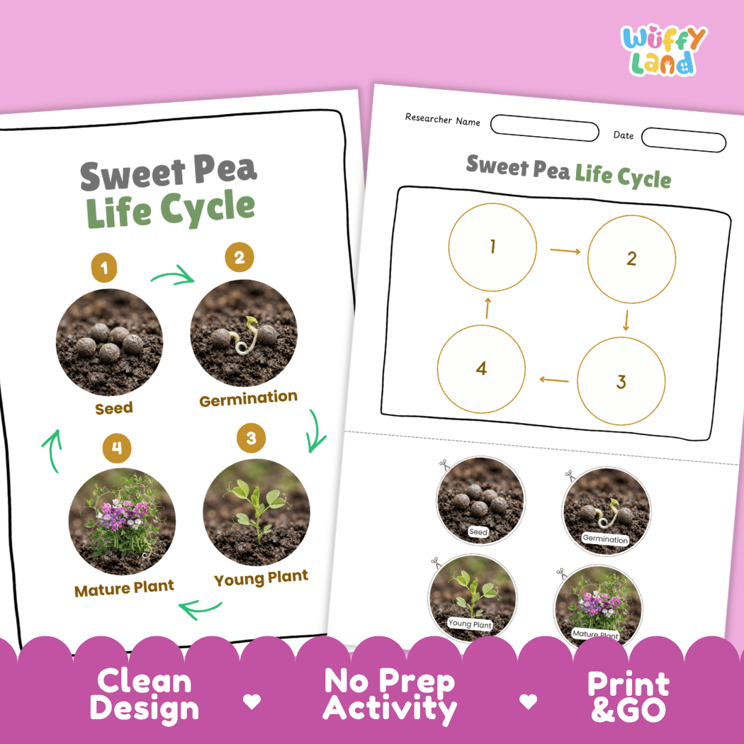 Sweet Pea Life Cycle Poster and Cut and Paste Worksheet Activity