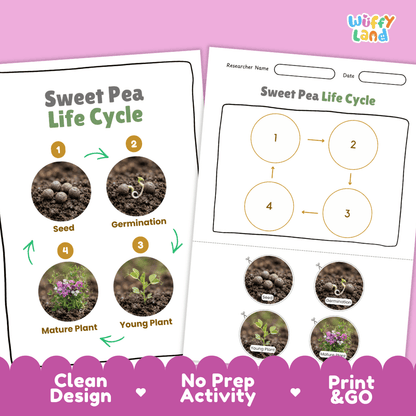 Sweet Pea Life Cycle Poster and Cut and Paste Worksheet Activity