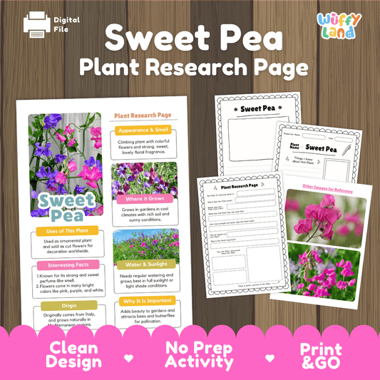 Student plant research page writing worksheets with real close up pink and purple sweet pea blossoms, garden trellis photos, lined note-taking prompts, and drawing frames