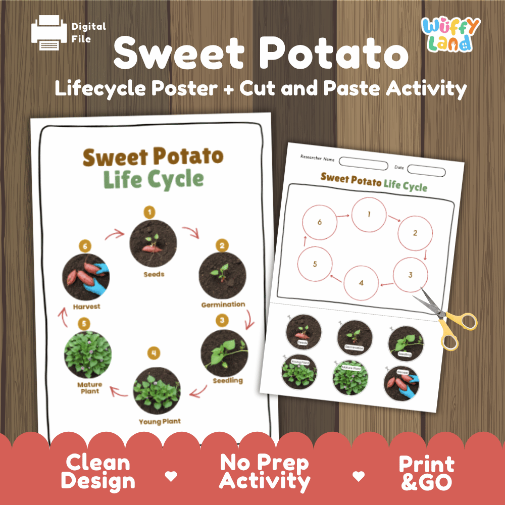 Sweet Potato Lifecycle Poster and Cut and Paste Activity Worksheets | Plant Science Printables