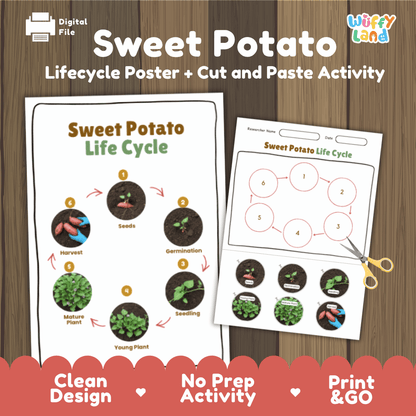 Sweet Potato Lifecycle Poster and Cut and Paste Activity Worksheets | Plant Science Printables