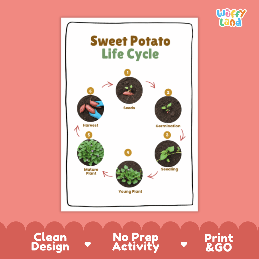Sweet Potato Lifecycle Poster and Cut and Paste Activity Worksheets | Plant Science Printables