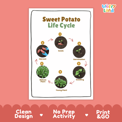 Sweet Potato Lifecycle Poster and Cut and Paste Activity Worksheets | Plant Science Printables
