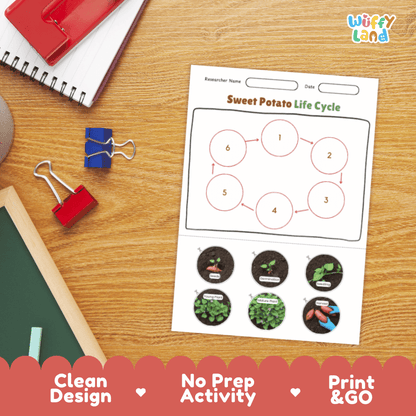 Sweet Potato Lifecycle Poster and Cut and Paste Activity Worksheets | Plant Science Printables
