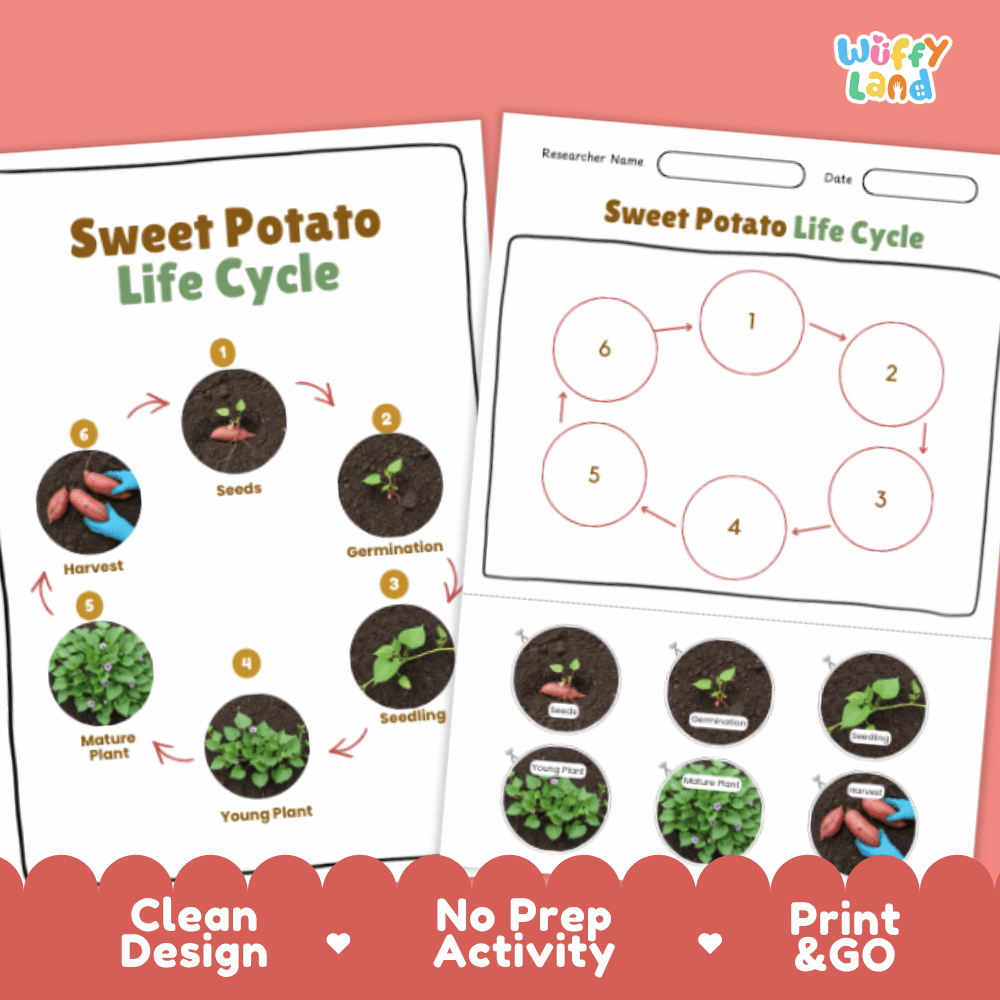 Sweet Potato Lifecycle Poster and Cut and Paste Activity Worksheets | Plant Science Printables