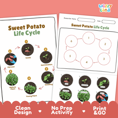 Sweet Potato Lifecycle Poster and Cut and Paste Activity Worksheets | Plant Science Printables