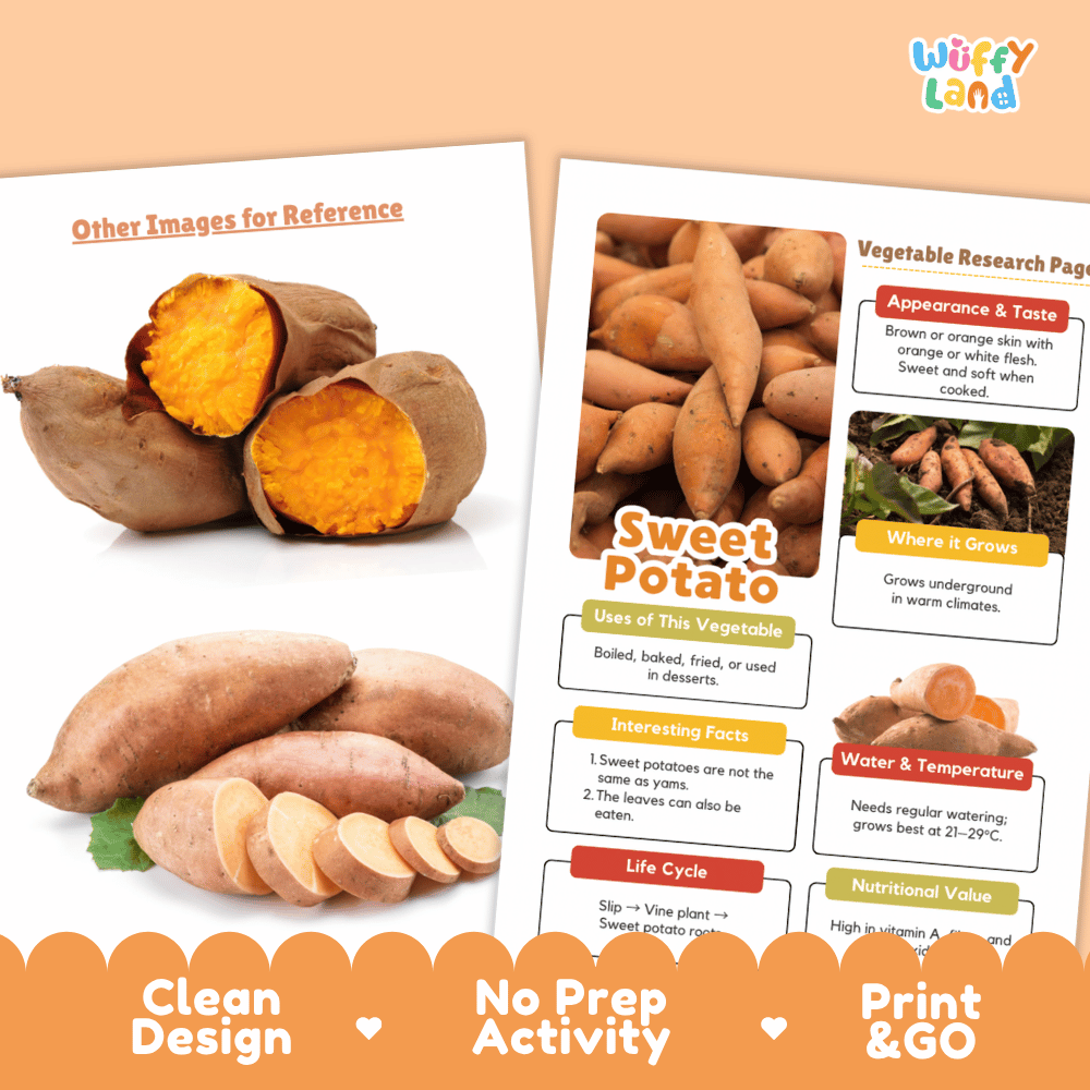Sweet Potato Vegetable Research Page Science Worksheets and Fact Sheet