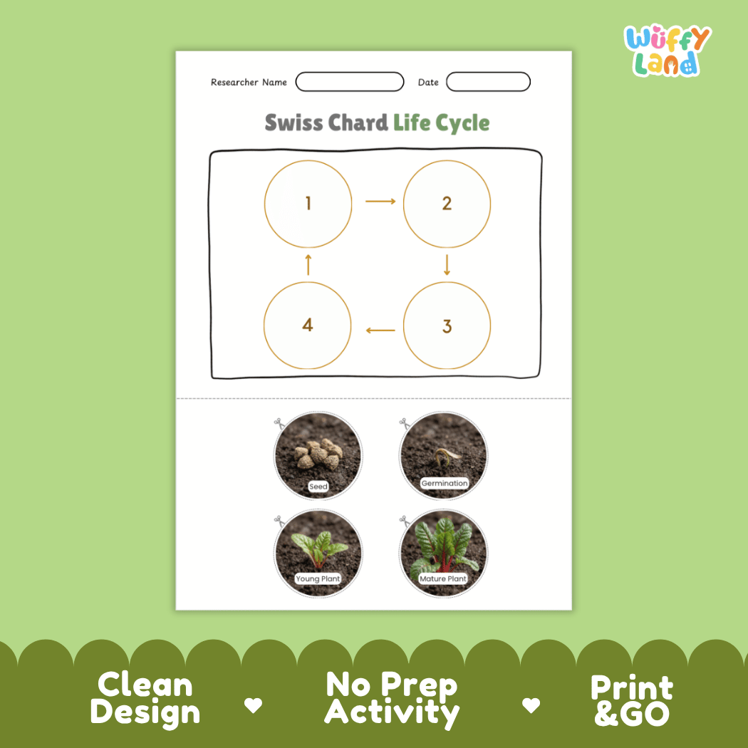 Educational reference poster showing four realistic photo stages of a Swiss chard life cycle including seed, germination, young plant, and mature plant