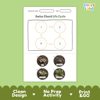 Educational reference poster showing four realistic photo stages of a Swiss chard life cycle including seed, germination, young plant, and mature plant