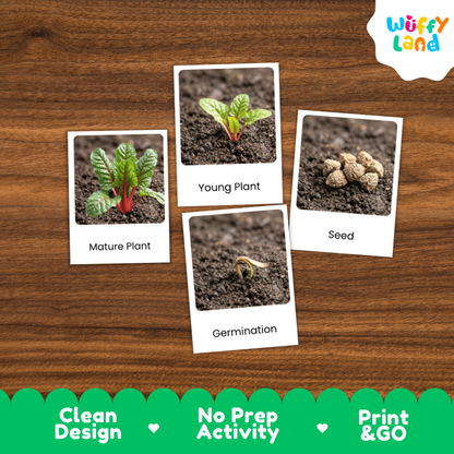 Four labeled educational cards showing plant growth stages—Mature Plant, Young Plant, Seed, and Germination—placed on a wood surface. The cards have white borders and printed photos of soil and plant imagery.