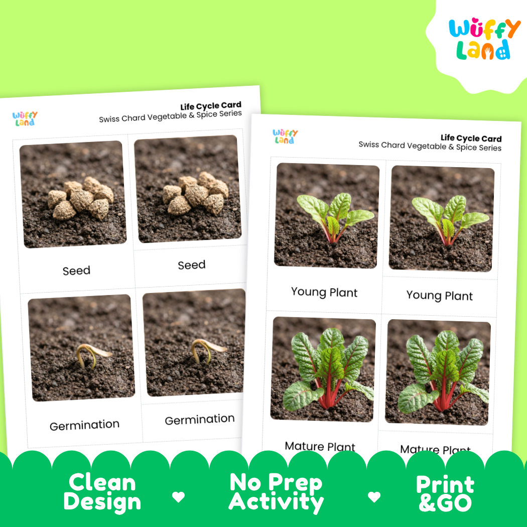 Two printed life cycle cards for Swiss Chard Vegetable & Spice Series by Wiffy Land, showing seed, germination, young plant, and mature plant stages with photos of plants in soil. The cards are shown on a bright green background with a green banner at the bottom reading Clean Design, No Prep Activity, and Print & GO.