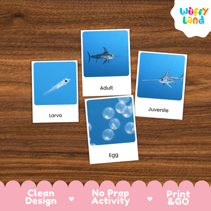Swordfish Life Cycle Flashcards 3 Part Cards Montessori Science Printable