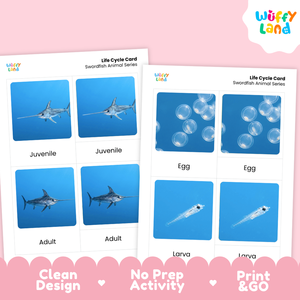 Swordfish Life Cycle Flashcards 3 Part Cards Montessori Science Printable