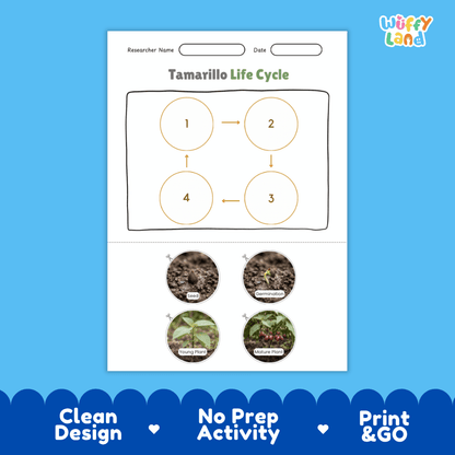 Educational reference chart poster showing the 4 stages of the tamarillo life cycle from seed and germination to young seedling and mature fruit-bearing shrub
