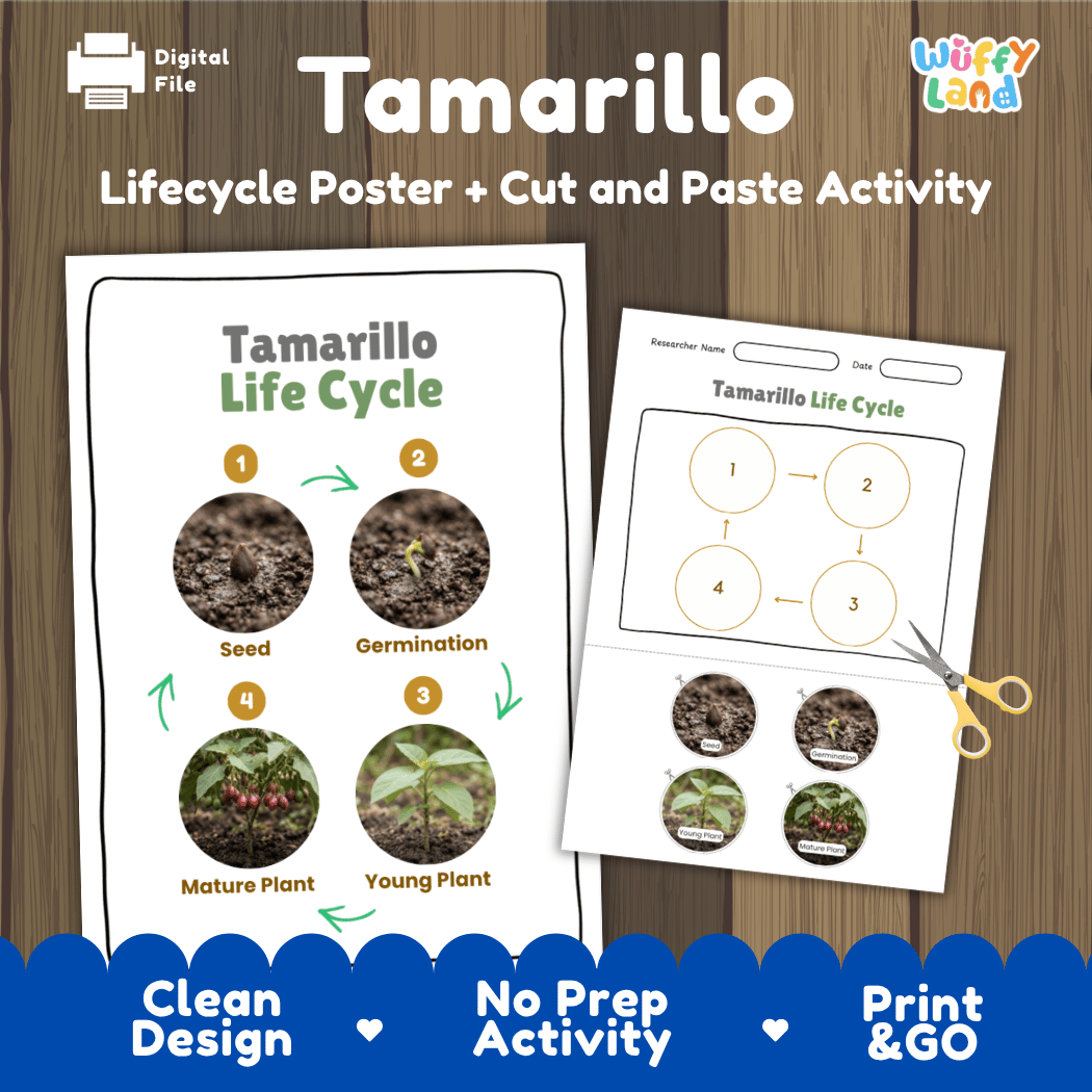 Tamarillo tree tomato plant life cycle educational poster and cut and paste printable sequencing activity featuring real photos for elementary science