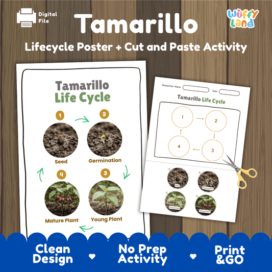 Tamarillo tree tomato plant life cycle educational poster and cut and paste printable sequencing activity featuring real photos for elementary science