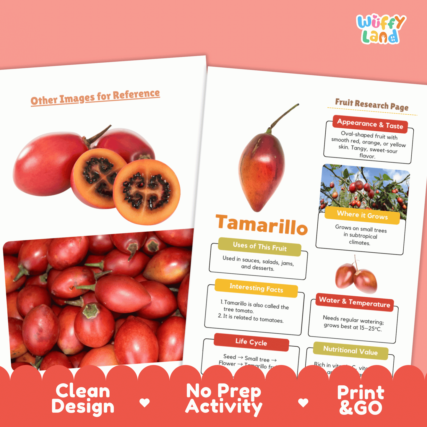 Tamarillo Fruit Research Activity Worksheet Science Exotic Fruit Tree Tomato