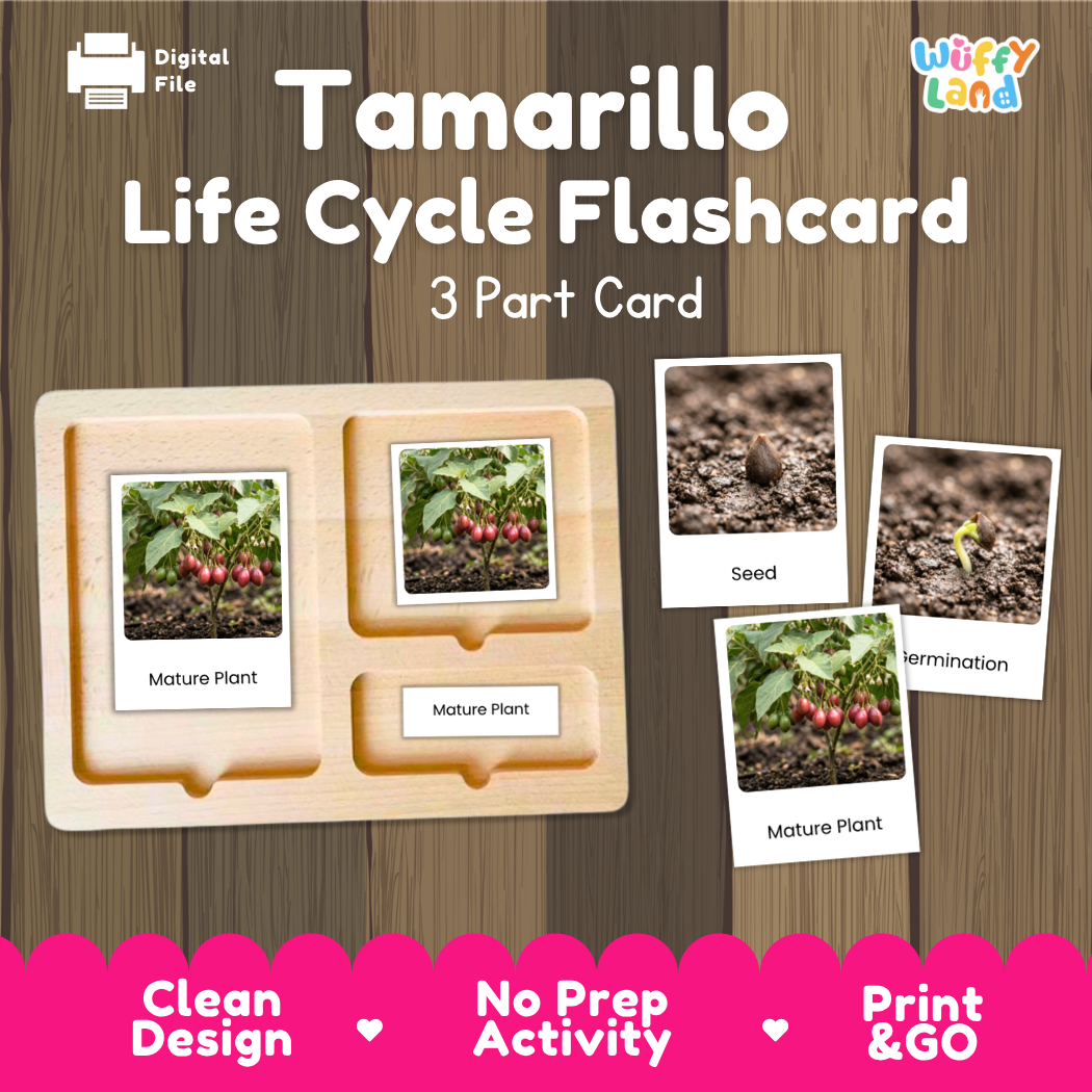 Tamarillo Life Cycle Flashcard 3 Part Card Montessori Printable Activity