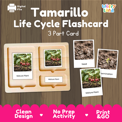 Tamarillo Life Cycle Flashcard 3 Part Card Montessori Printable Activity