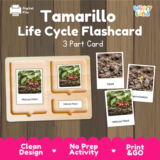 Montessori 3-part nomenclature cards showing authentic photos of tamarillo tree growth stages displayed on a wooden tray 🗂️🏷️