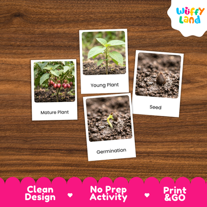 Tamarillo Life Cycle Flashcard 3 Part Card Montessori Printable Activity