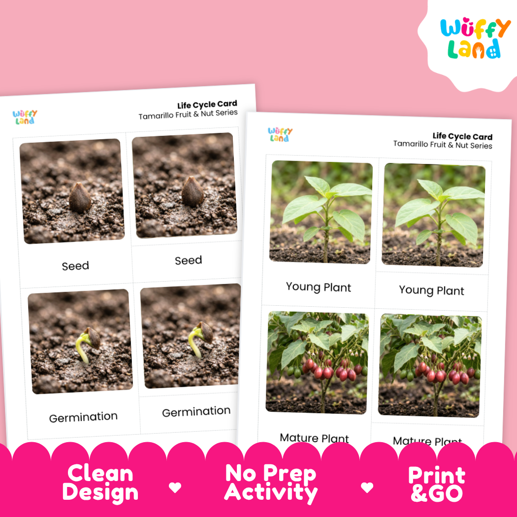 Tamarillo Life Cycle Flashcard 3 Part Card Montessori Printable Activity