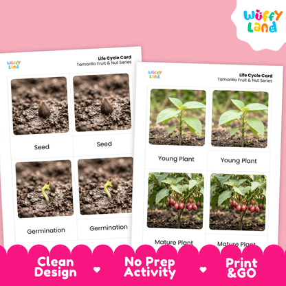 Tamarillo Life Cycle Flashcard 3 Part Card Montessori Printable Activity