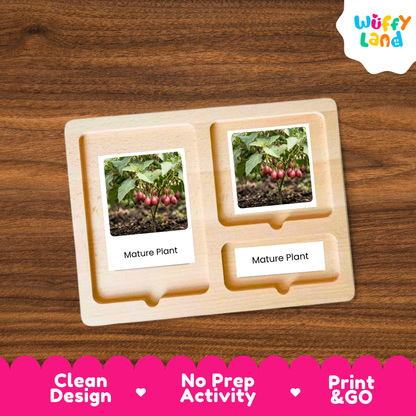 Tamarillo Life Cycle Flashcard 3 Part Card Montessori Printable Activity