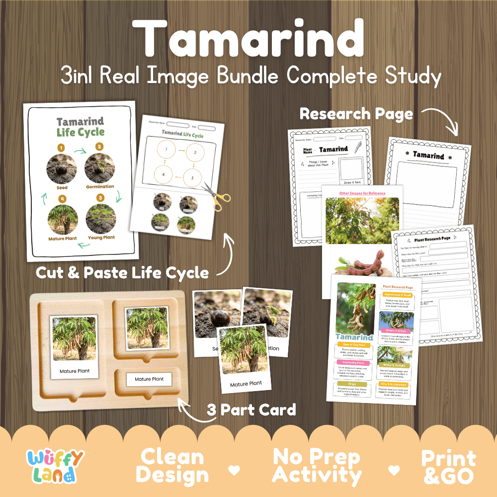 Tamarind tree 3in1 real image bundle complete study printable featuring life cycle cut and paste worksheets, Montessori 3-part cards, and research pages