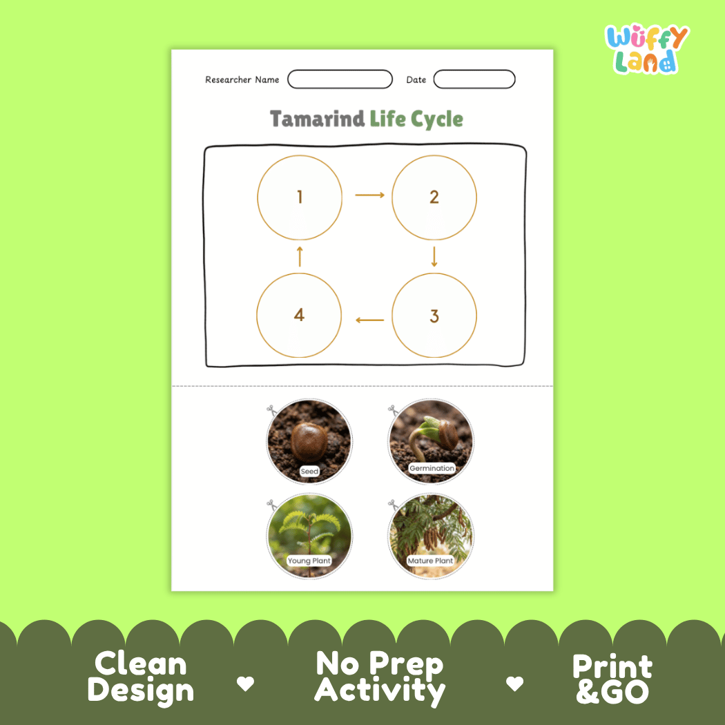Educational reference chart poster showing the 4 stages of the tamarind life cycle from seed and germination to young seedling and mature fruit-bearing tree