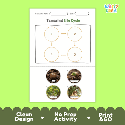 Educational reference chart poster showing the 4 stages of the tamarind life cycle from seed and germination to young seedling and mature fruit-bearing tree
