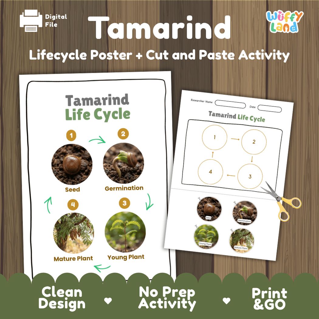 Tamarind tree plant life cycle educational poster and cut and paste printable sequencing activity featuring real photos for elementary science