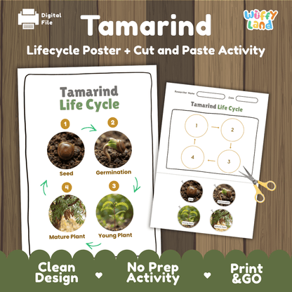 Tamarind tree plant life cycle educational poster and cut and paste printable sequencing activity featuring real photos for elementary science