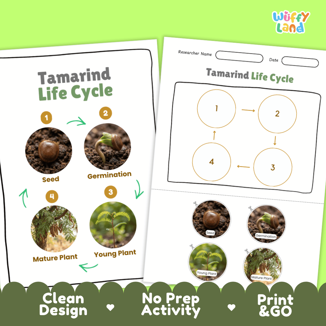 Print and go digital PDF plant science activity featuring clean design layout, researcher name line, and zero prep classroom format
